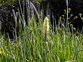 Meadow Foxtail